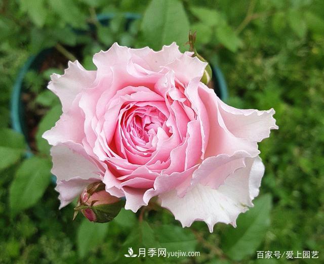 清新出塵的4個日本“仙女”月季，再難養(yǎng)也不能抗拒(圖1)