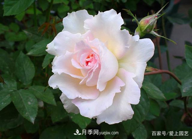清新出塵的4個日本“仙女”月季，再難養(yǎng)也不能抗拒(圖2)