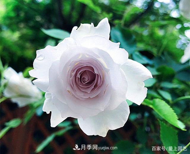 清新出塵的4個日本“仙女”月季，再難養(yǎng)也不能抗拒(圖3)