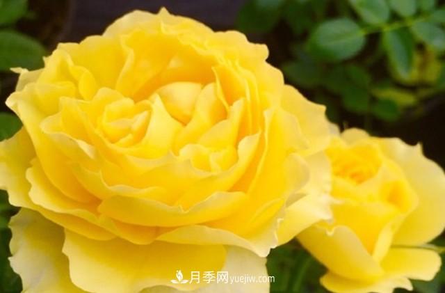 專屬12星座的月季花，你的星座是什么月季(圖7)