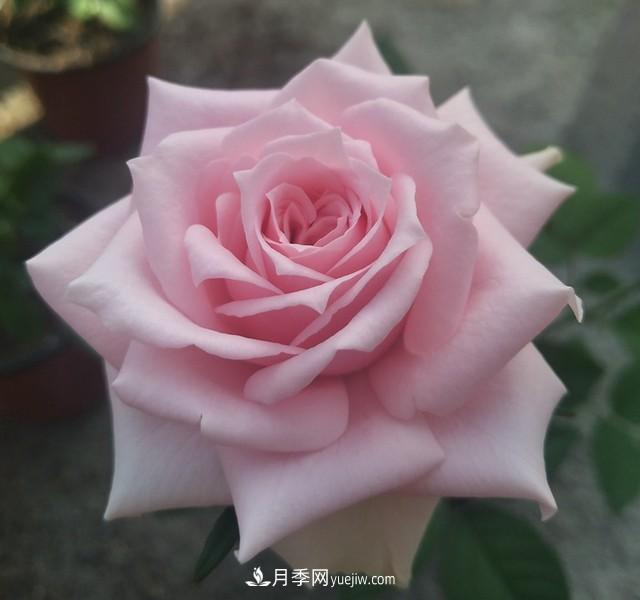 專屬12星座的月季花，你的星座是什么月季(圖13)