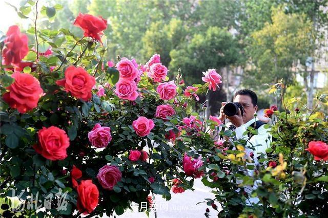 河北邢臺(tái)：月季花開美如畫(圖1)