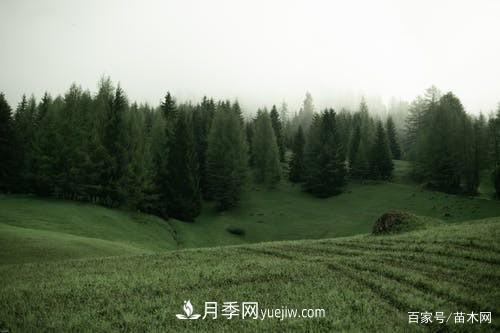 苗木要想反季節(jié)栽植，***重要的是這幾步(圖1)