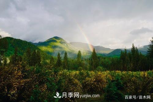 苗木要想反季節(jié)栽植，***重要的是這幾步(圖3)