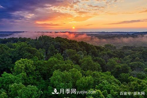 苗木要想反季節(jié)栽植，***重要的是這幾步(圖4)