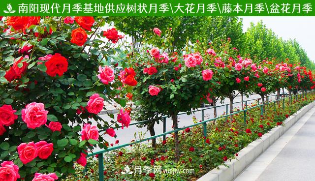 山西品種月季_山西大花月季批發(fā)_山西樹(shù)狀月季批發(fā)(圖2)