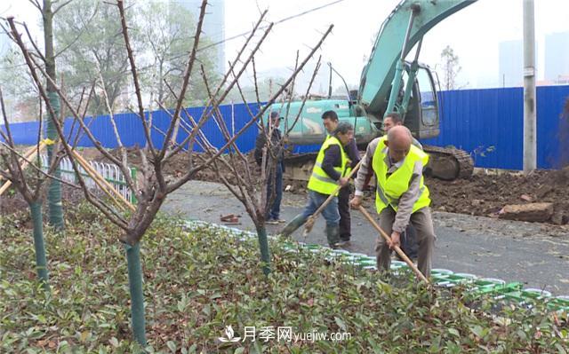 湖北應(yīng)城栽種花木1500余株 賞花來這里！(圖1)
