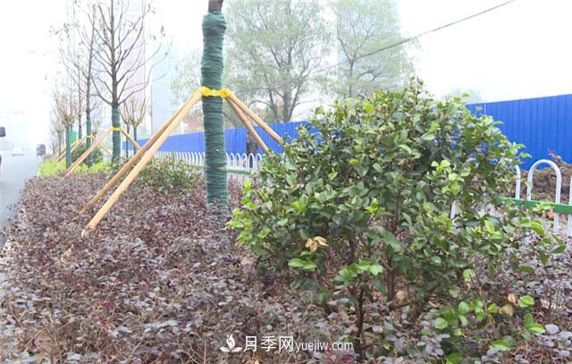 湖北應(yīng)城栽種花木1500余株 賞花來這里！(圖2)