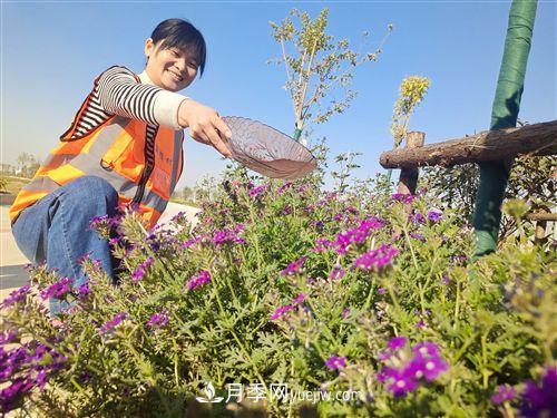 江蘇徐州崗樓村：花木產業(yè)點亮“花樣生活”(圖1)