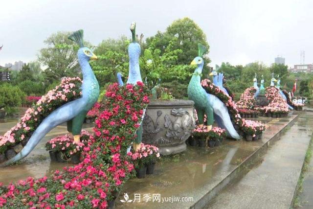 江西南昌天香園走紅，有3萬(wàn)余的盆景，是南昌的“花卉之源”(圖4)