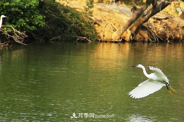 江西南昌天香園走紅，有3萬(wàn)余的盆景，是南昌的“花卉之源”(圖5)