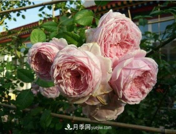 月季花到底有多少個品種？您家的月季好看嗎？(圖1)