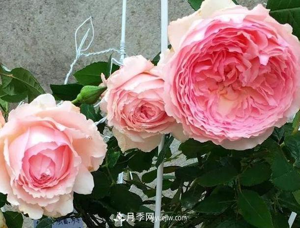 月季花到底有多少個品種？您家的月季好看嗎？(圖4)