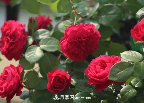 月季花到底有多少個品種？您家的月季好看嗎？(圖2)