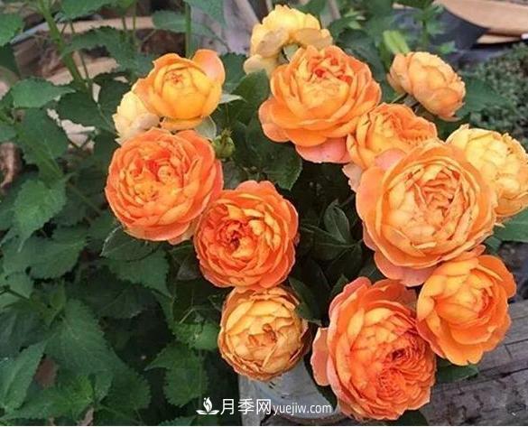 月季花到底有多少個品種？您家的月季好看嗎？(圖3)