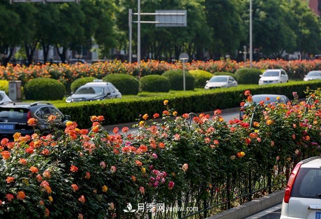 河北北京天津樹狀月季成風(fēng)景線，四季應(yīng)該怎么養(yǎng)護(hù)？(圖2)
