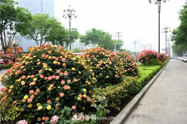 批發(fā)供應(yīng)月季花瓶、月季花球等藤本造型月季(圖2)