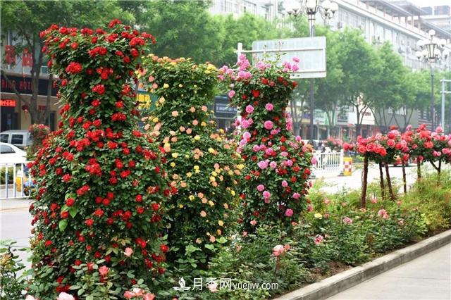 批發(fā)供應(yīng)月季花瓶、月季花球等藤本造型月季(圖3)
