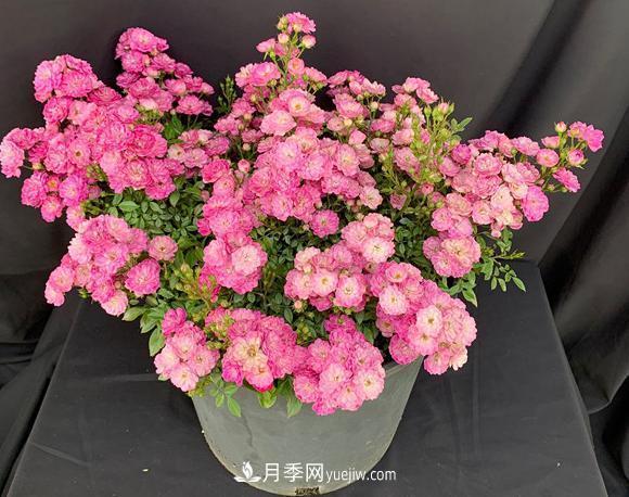 盆栽的月季要開花了！該追加什么肥？多久用一次效果更好？(圖1)