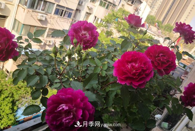 盆栽的月季要開花了！該追加什么肥？多久用一次效果更好？(圖2)