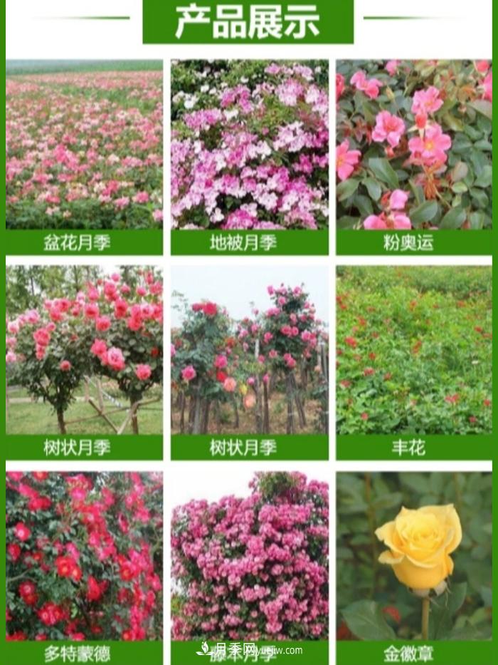 大花月季批發(fā)，樹狀月季批發(fā)，中國月季之鄉(xiāng)價(jià)格就是香！(圖2)