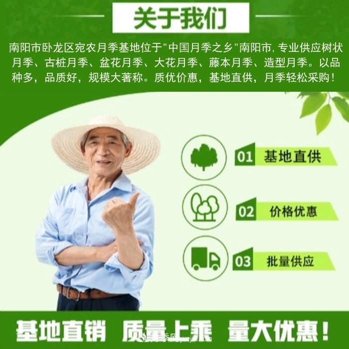 大花月季批發(fā)，樹狀月季批發(fā)，中國月季之鄉(xiāng)價(jià)格就是香！(圖3)