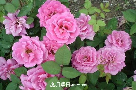 一年四季都開(kāi)花的盆栽，盤(pán)點(diǎn)十種全年花期的花卉(圖1)