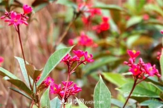 一年四季都開(kāi)花的盆栽，盤(pán)點(diǎn)十種全年花期的花卉(圖3)