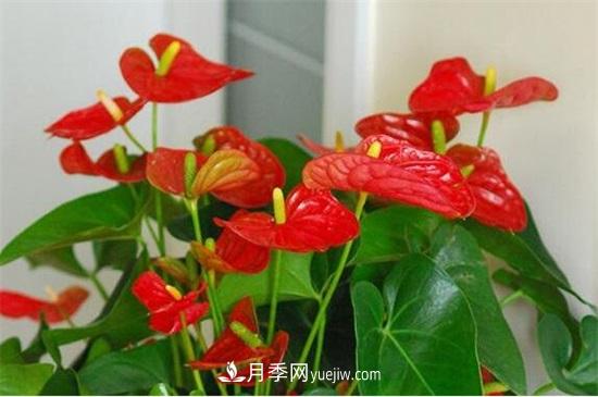 一年四季都開(kāi)花的盆栽，盤(pán)點(diǎn)十種全年花期的花卉(圖4)