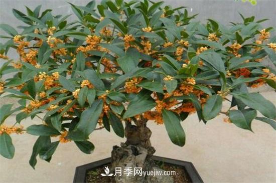 一年四季都開(kāi)花的盆栽，盤(pán)點(diǎn)十種全年花期的花卉(圖5)