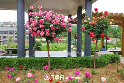 用野生薔薇嫁接灌木月季，能不能養(yǎng)成樹狀月季？(圖1)