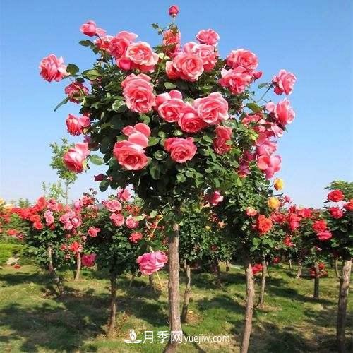 用野生薔薇嫁接灌木月季，能不能養(yǎng)成樹狀月季？(圖3)