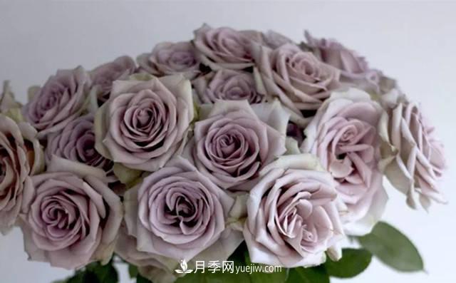 10種復(fù)古色月季，氣質(zhì)炸裂！花友值得入手！(圖2)