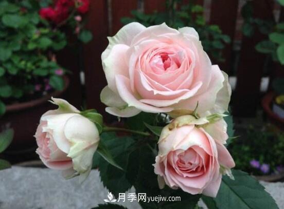 常年開花的花卉有哪些，推薦10種四季盛開的花卉(圖1)