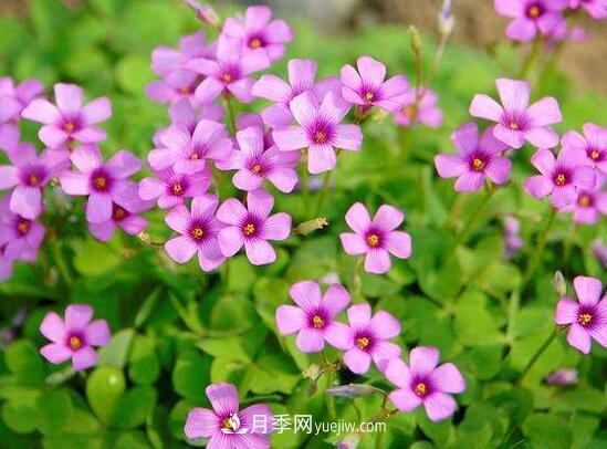 常年開花的花卉有哪些，推薦10種四季盛開的花卉(圖3)