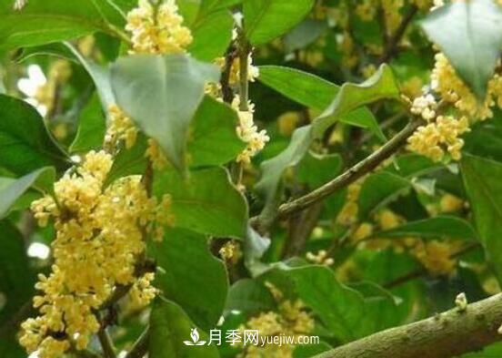 常年開花的花卉有哪些，推薦10種四季盛開的花卉(圖4)