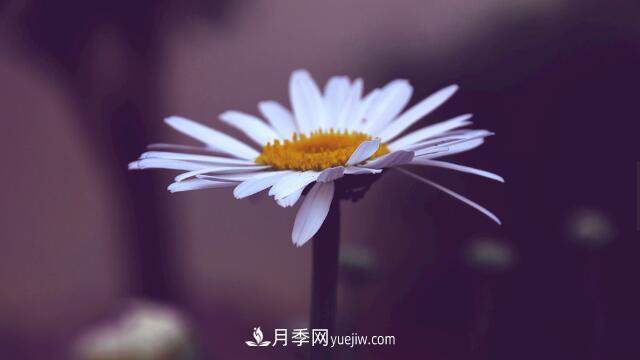 代表希望的花有哪些？推薦六大代表希望的花朵(圖1)