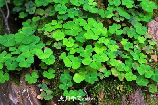 代表希望的花有哪些？推薦六大代表希望的花朵(圖3)
