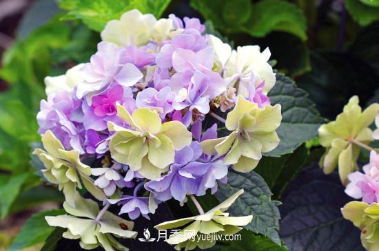 代表希望的花有哪些？推薦六大代表希望的花朵(圖2)