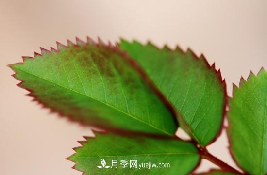 月季網(wǎng)教你如何區(qū)分月季和玫瑰(圖10) 月季網(wǎng)教你如何區(qū)分月季和玫瑰(圖10)
