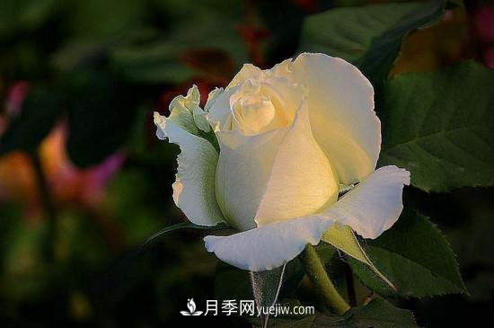 月季的花瓣有什么作用？月季花瓣的4大作用(圖3)
