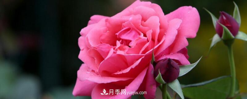 月季的花瓣有什么作用？月季花瓣的4大作用(圖1)
