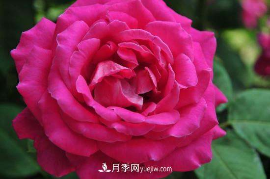 東陽(yáng)市花是什么花？東陽(yáng)市花是月季(圖3)