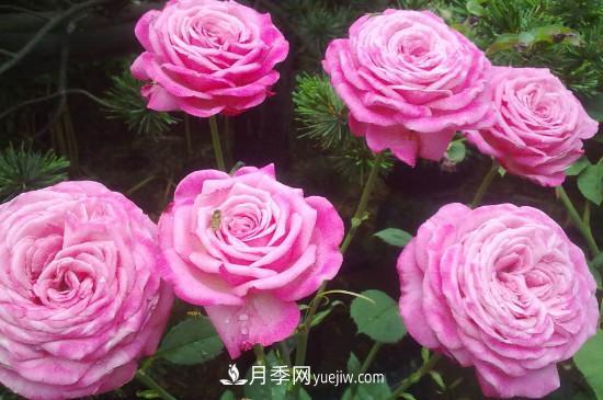 東陽(yáng)市花是什么花？東陽(yáng)市花是月季(圖2)