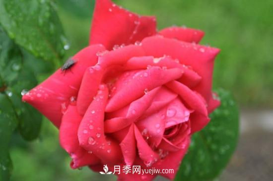 東陽(yáng)市花是什么花？東陽(yáng)市花是月季(圖1)