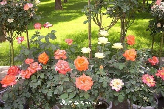 月季花什么時(shí)候開？南陽(yáng)月季花期4～11月(圖1)