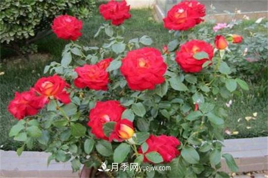 月季花什么時(shí)候開？南陽(yáng)月季花期4～11月(圖2)