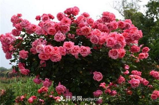 月季花可以澆茶葉水嗎？不可以(圖2)