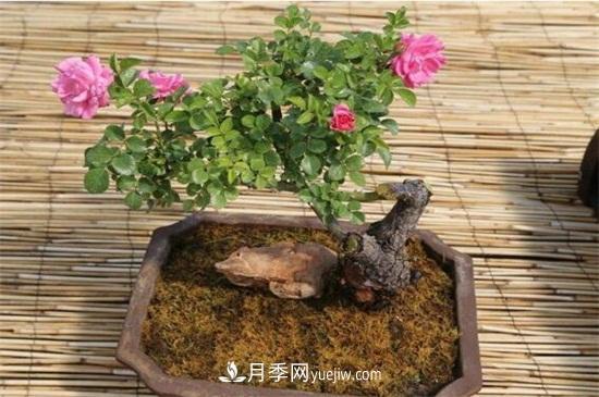 月季花可以澆茶葉水嗎？不可以(圖6)