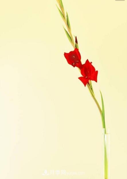 傳統(tǒng)的四大切花包括月季，菊花，康乃馨，劍蘭(圖2)
